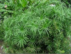 旱伞草（水竹）