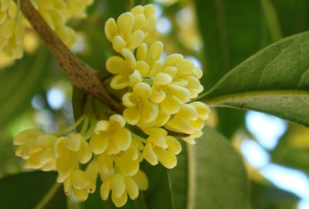 成都桂花