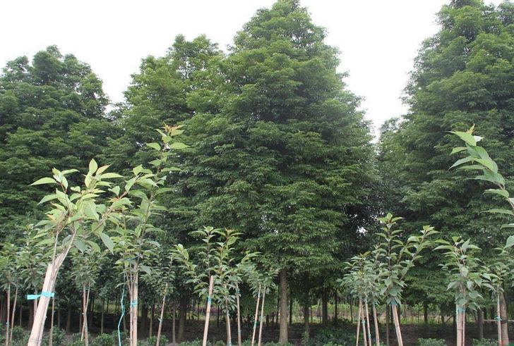 桢楠树种植行距多少合适