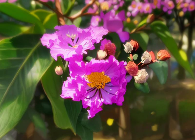 成都紫薇为什么花开得少?